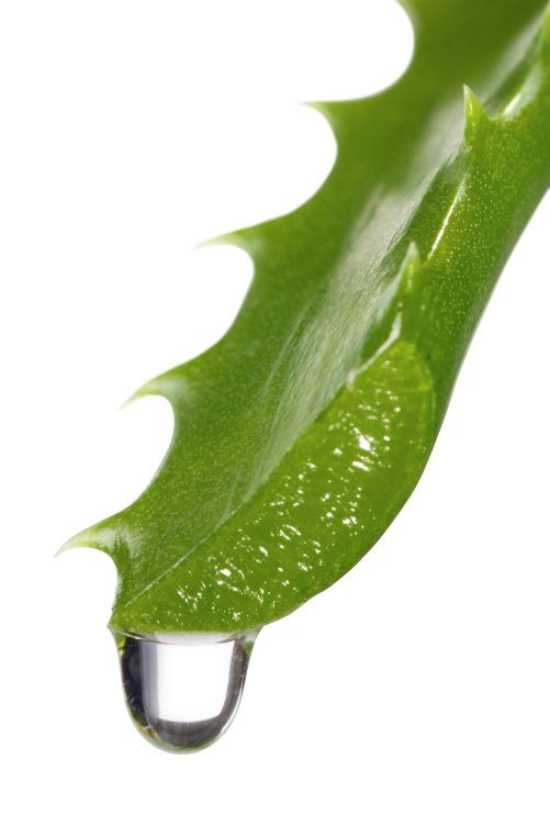 aloe vera propiedades