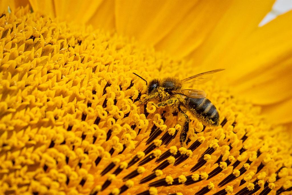 Imagen de archivo de una abeja en una flor. EFE/Raquel Manzanares.

Venono de abejas