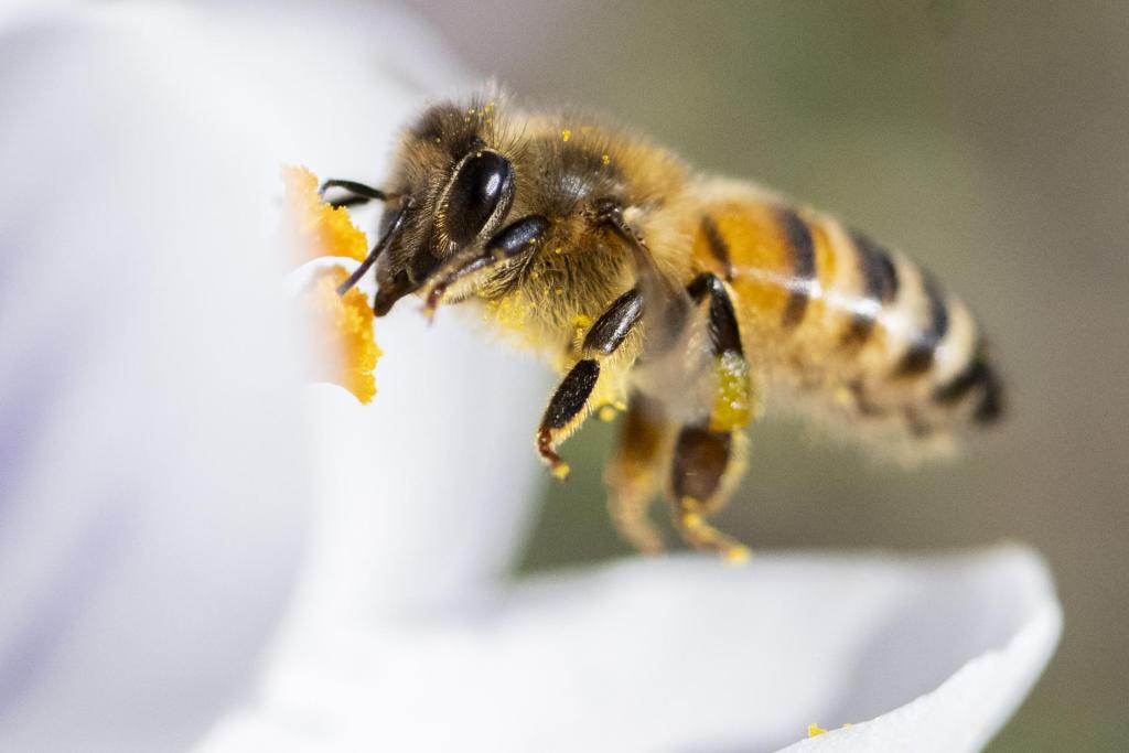 veneno de abejas