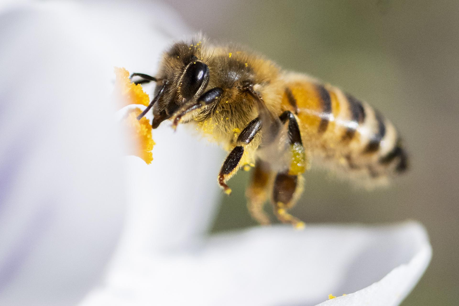 veneno de abejas