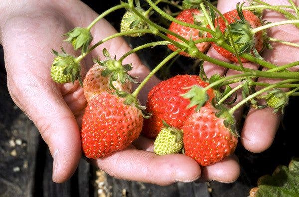 fresas propiedades