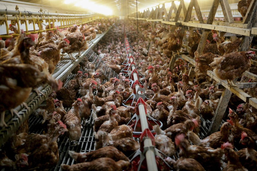 Gripe aviar, imágen del interior de una granja de gallinas