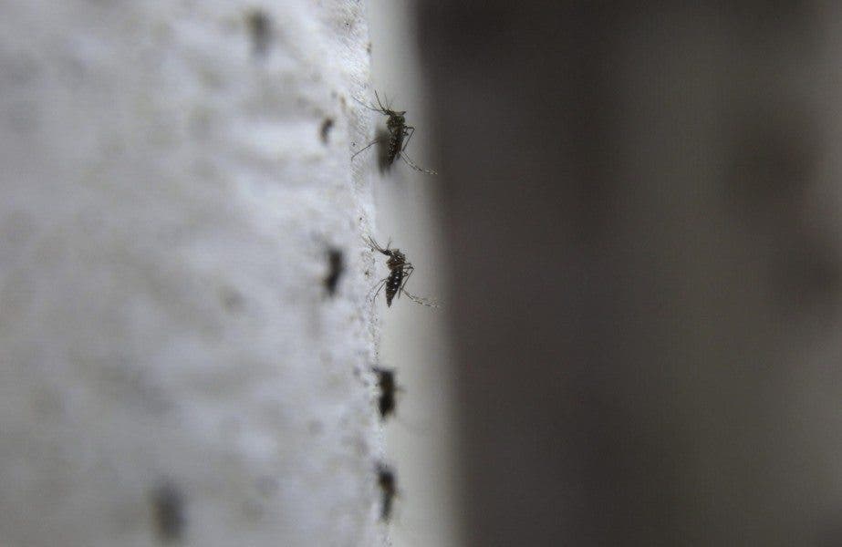 Virus Zika