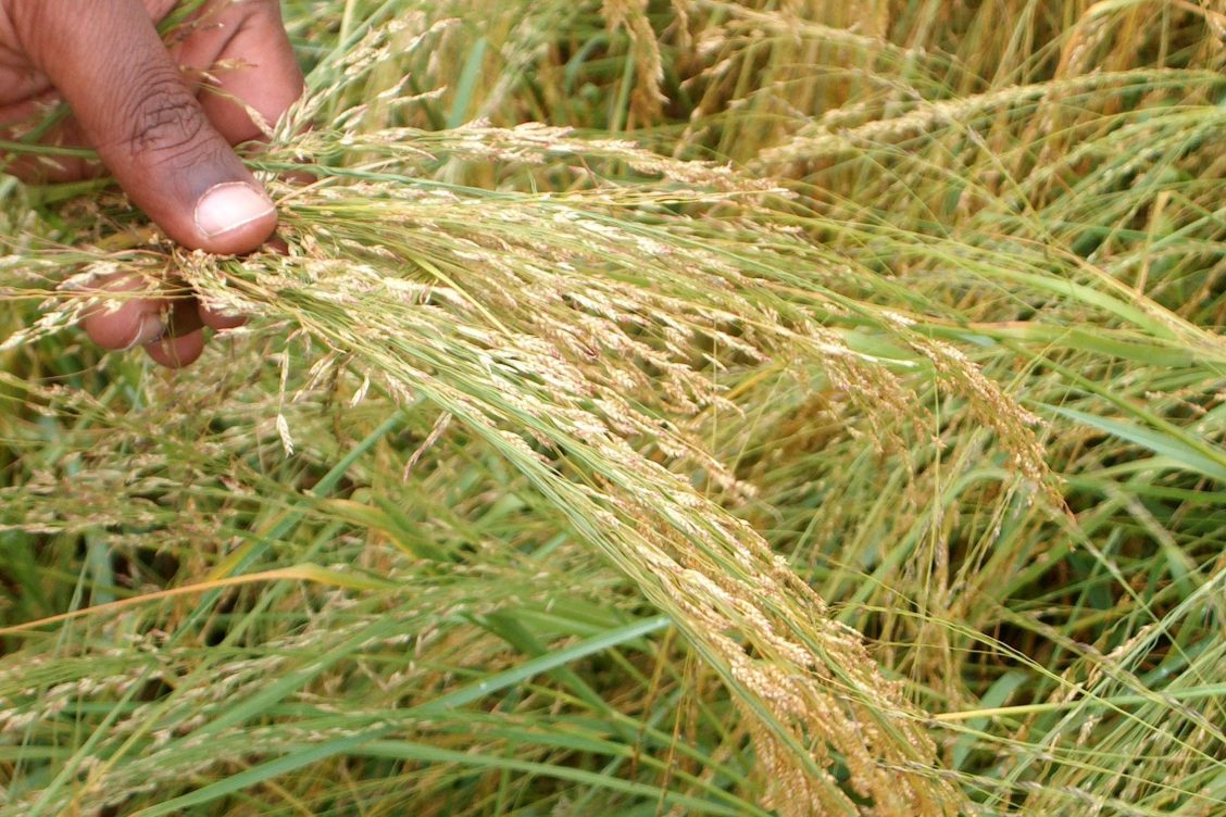 celiaquía en niños