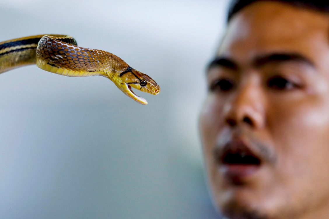 Mordedura de serpiente