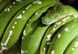 Mordedura de serpiente