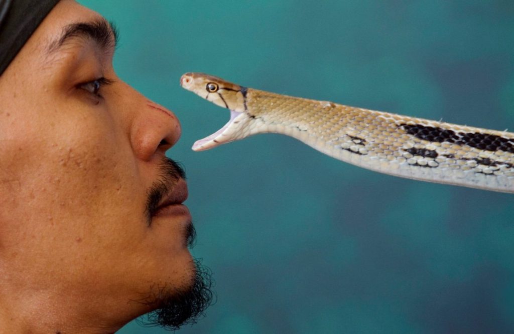 Mordedura de serpiente