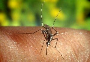 Mosquito provocando una picadura