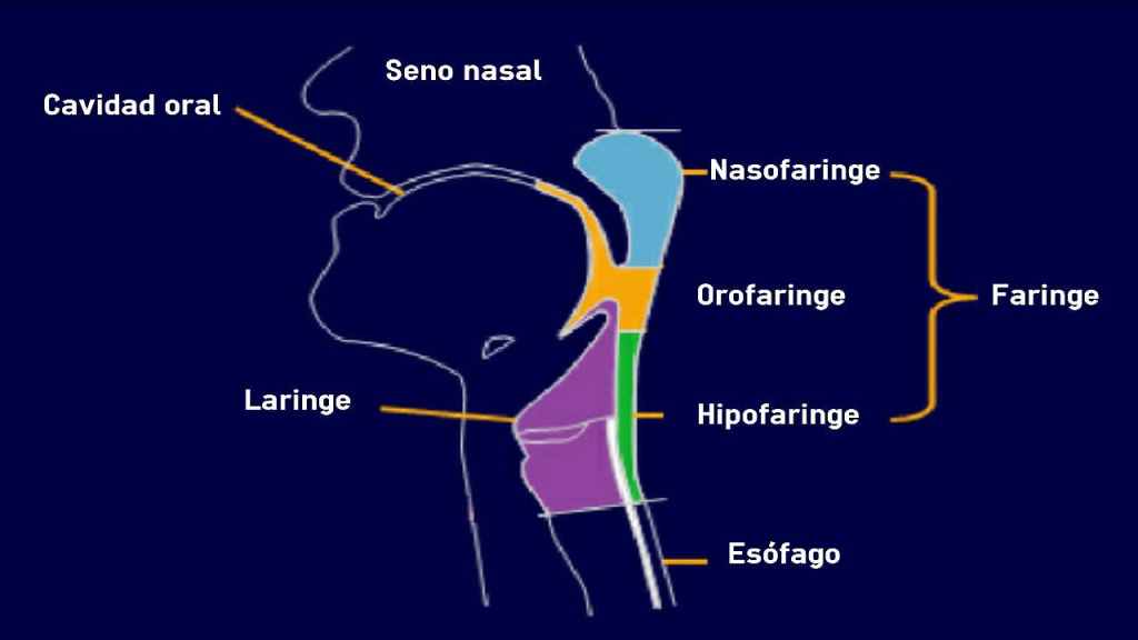 Cáncer de garganta