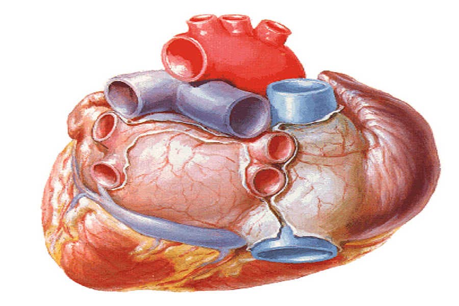 Arritmias del corazón-Enfermedad del seno