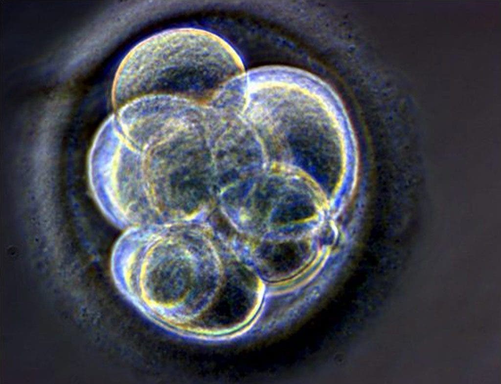 modificación embriones CRISPR