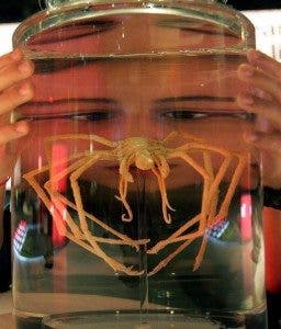 LON02 LONDRES (REINO UNIDO) 13/10/05. Un visitante observa una araña de mar que forma parte de la exposición "Ciencia alienígena" en el Museo de la Ciencia de Londres, Reino Unido, hoy jueves 13 de octubre. La exposición se inaugurará oficialmente el próximo 15 de octubre. 
