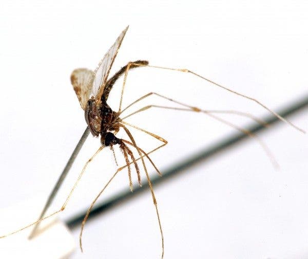 malaria