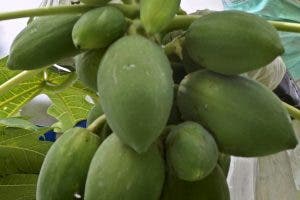 papaya y piña