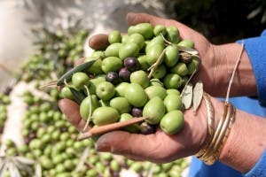 Descubren que la piel de las aceitunas reduce los tumores intestinales. EFE/ABED AL HAFIZ HASHLAMOUN