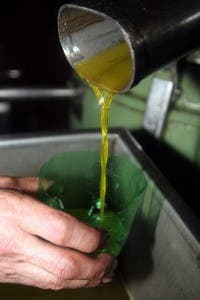 Descubren que la piel de las aceitunas reduce los tumores intestinales. EFE/Mariam A. Montesinos