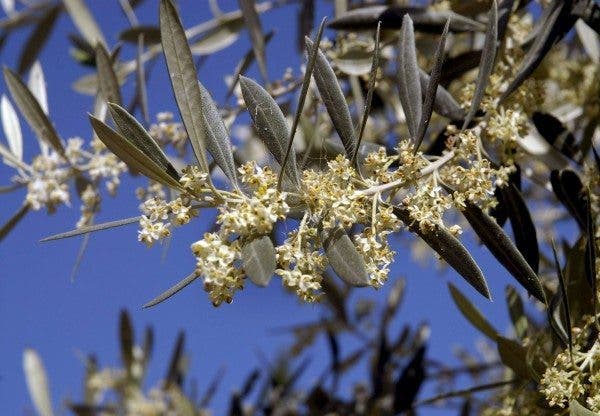 Viene una primavera tan intensa como la anterior para los alérgicos al polen
