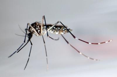 zika propaga