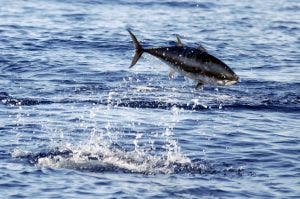 El pescado azul, grasa esencial para tu salud cardiovascular