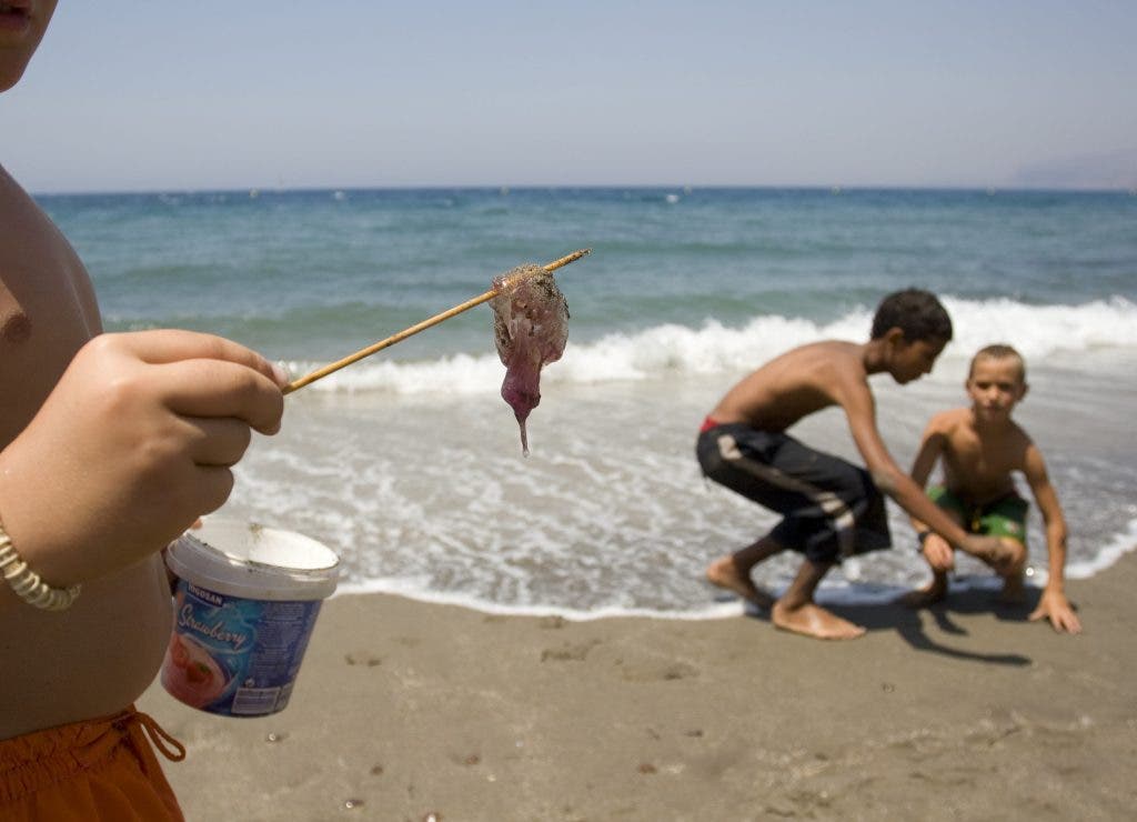 Medusas