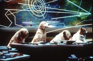 Alergia al semen perro