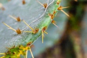 Un cactus de aspecto poco amigable, el nopal, pero lleno de cualidades saludables. Foto: Investigación y Desarrollo