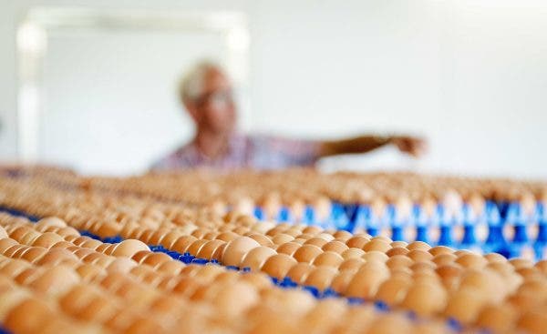 HUEVOS CONTAMINADOS