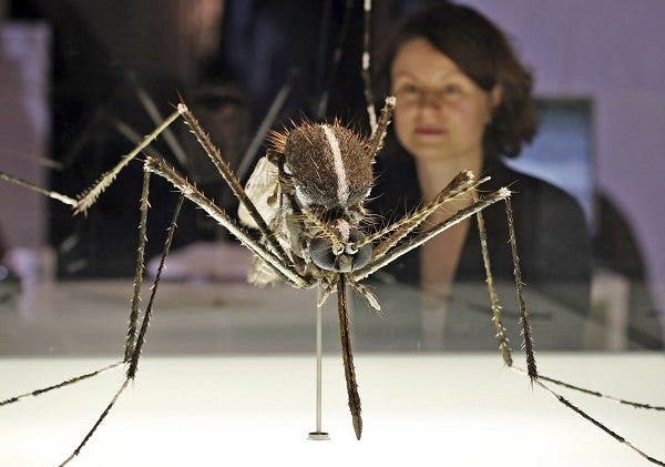 Mosquito
