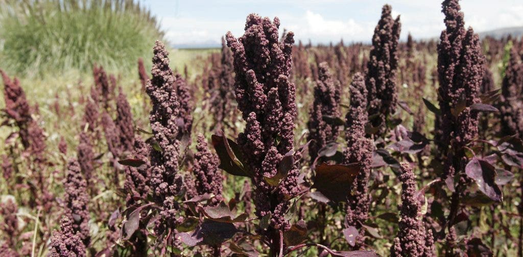 quinoa