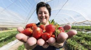 fresas frutas primavera