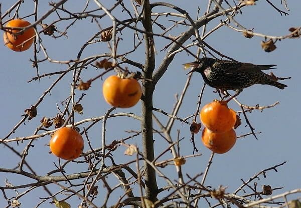 alimentos naranjas