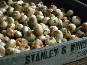 beneficios cebolla