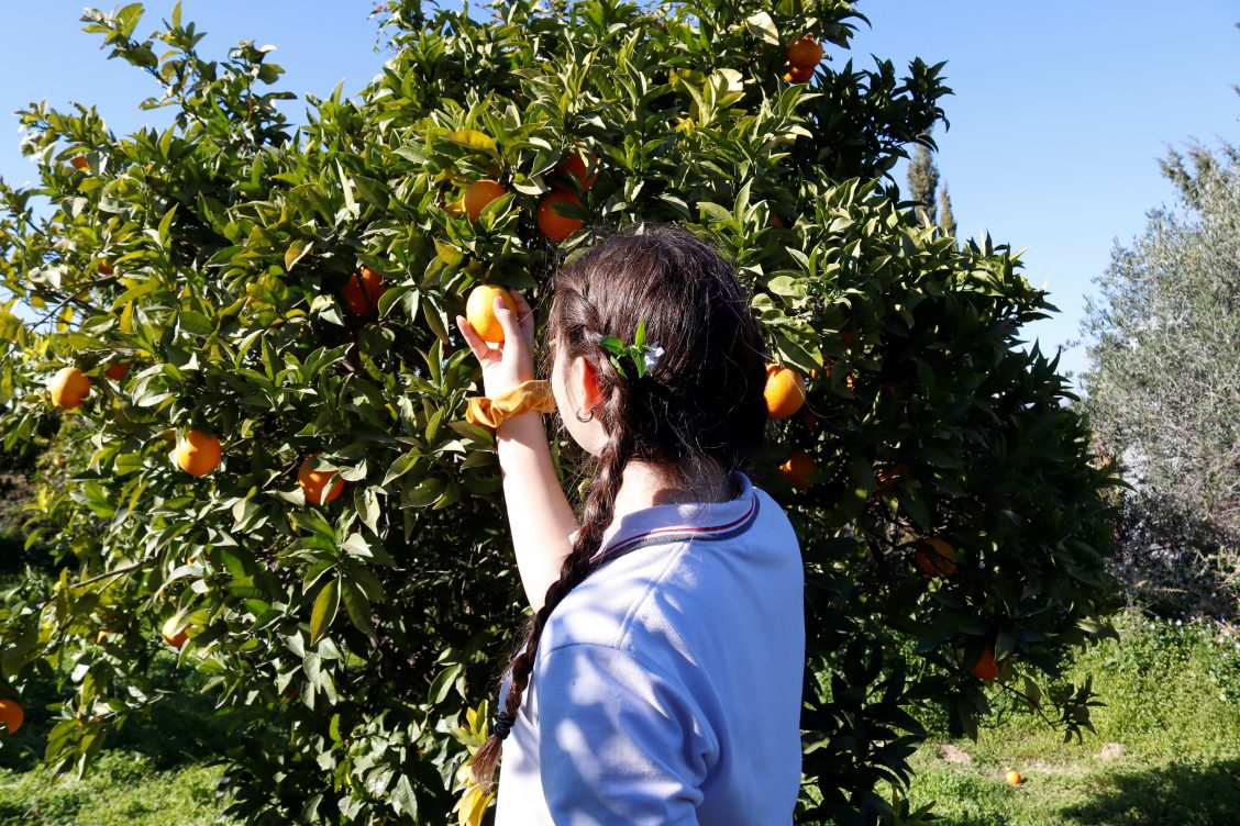 Vitamina C