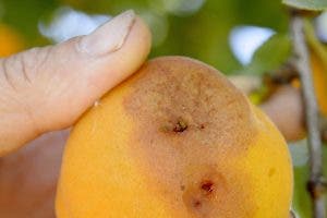 albaricoque fruta primavera
