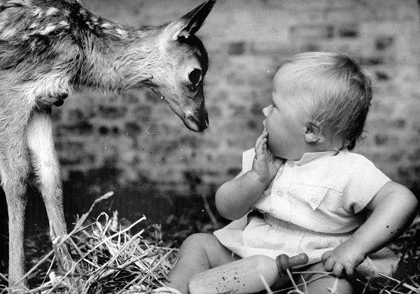 Imagen en blanco y negro de un niño asustado al ver un cervatillo. Efesalud.com
