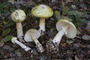 Setas venenosas
