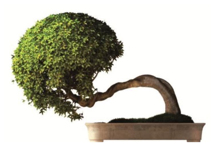 El árbol de "la imperfección"