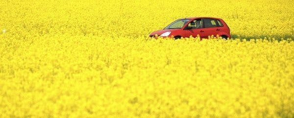 Un coche rojo atraviesa un campo de flores amarillas. Efesalud.com