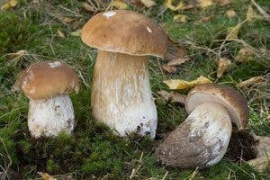 setas comestibles