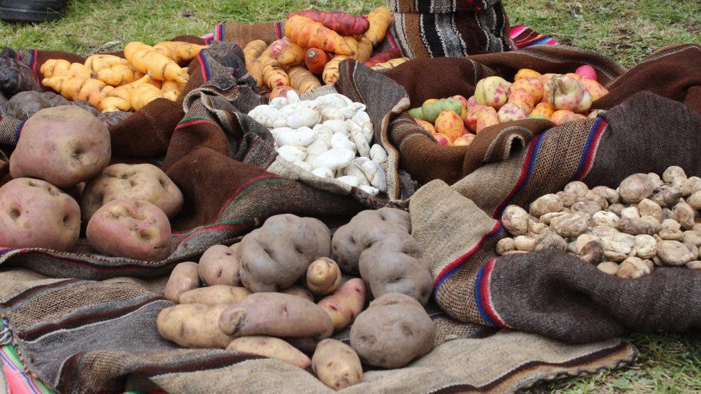 otoño-temporada-boniatos-productos