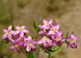 flor Centaury