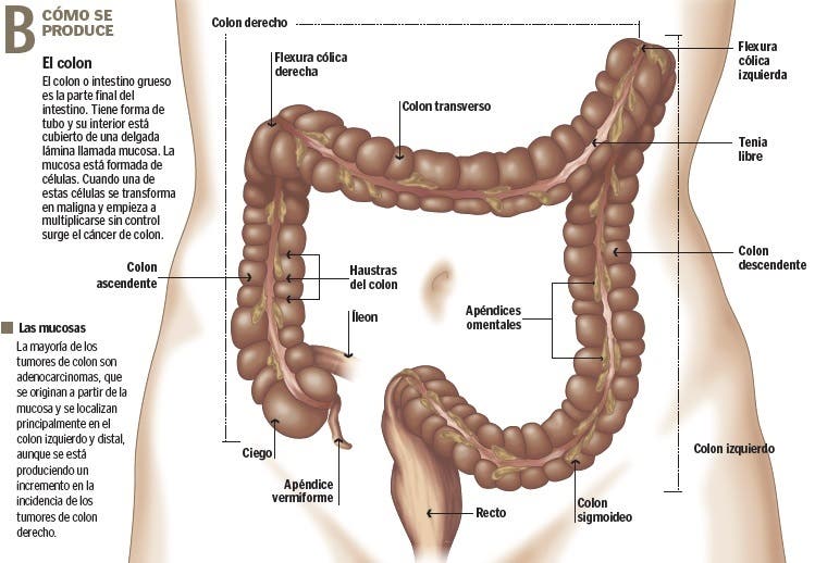 endoscopia digestiva 