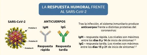 anticuerpos inmunología