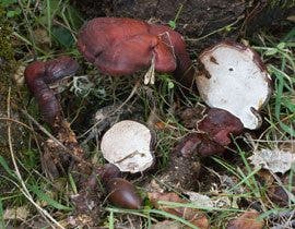 Ganoderma-lucidum-Pipa