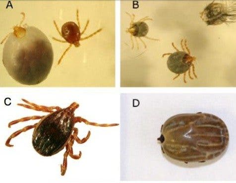 Garrapatas fiebre hemorrágica crimea-congo