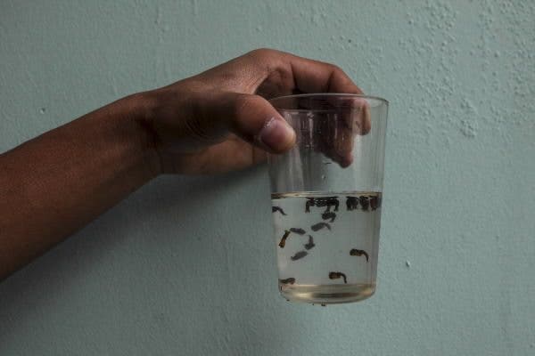 dengue