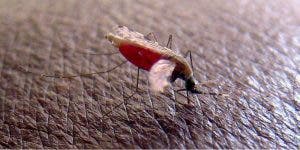 malaria 