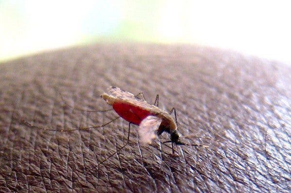 Mosquito