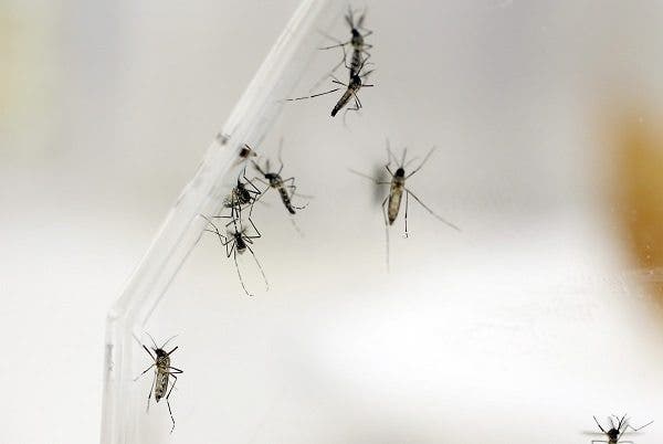 Chikunguña