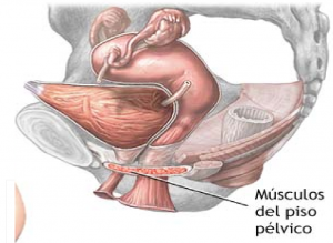 dibujo de los músculos del suelo pélvico